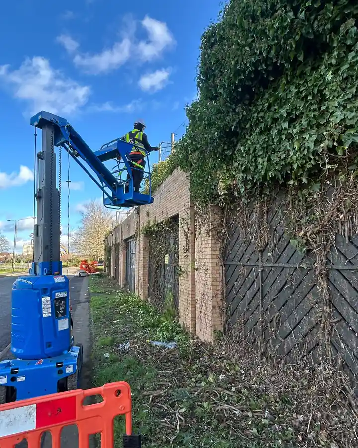 Kingsley operative on a boom lift clearing ivy from a boundary wall